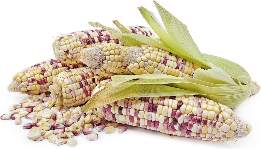Original Colored Waxy Corn