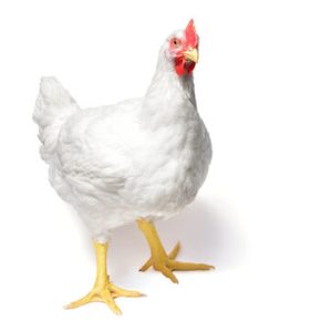 live chicken