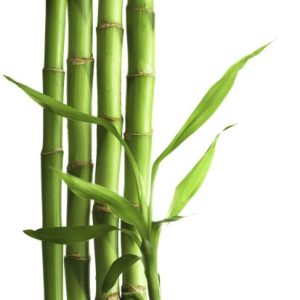 bamboo