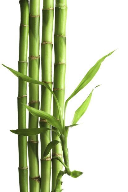 bamboo