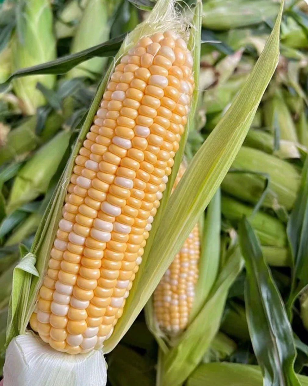 corn2