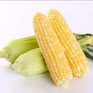 Peaches and Cream Glutinuous Waxy Sweet corn