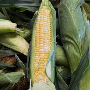 Bi-color Gold Sweet Corn