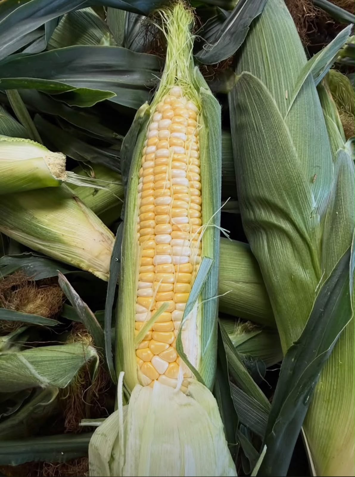Bi-color Gold Sweet Corn