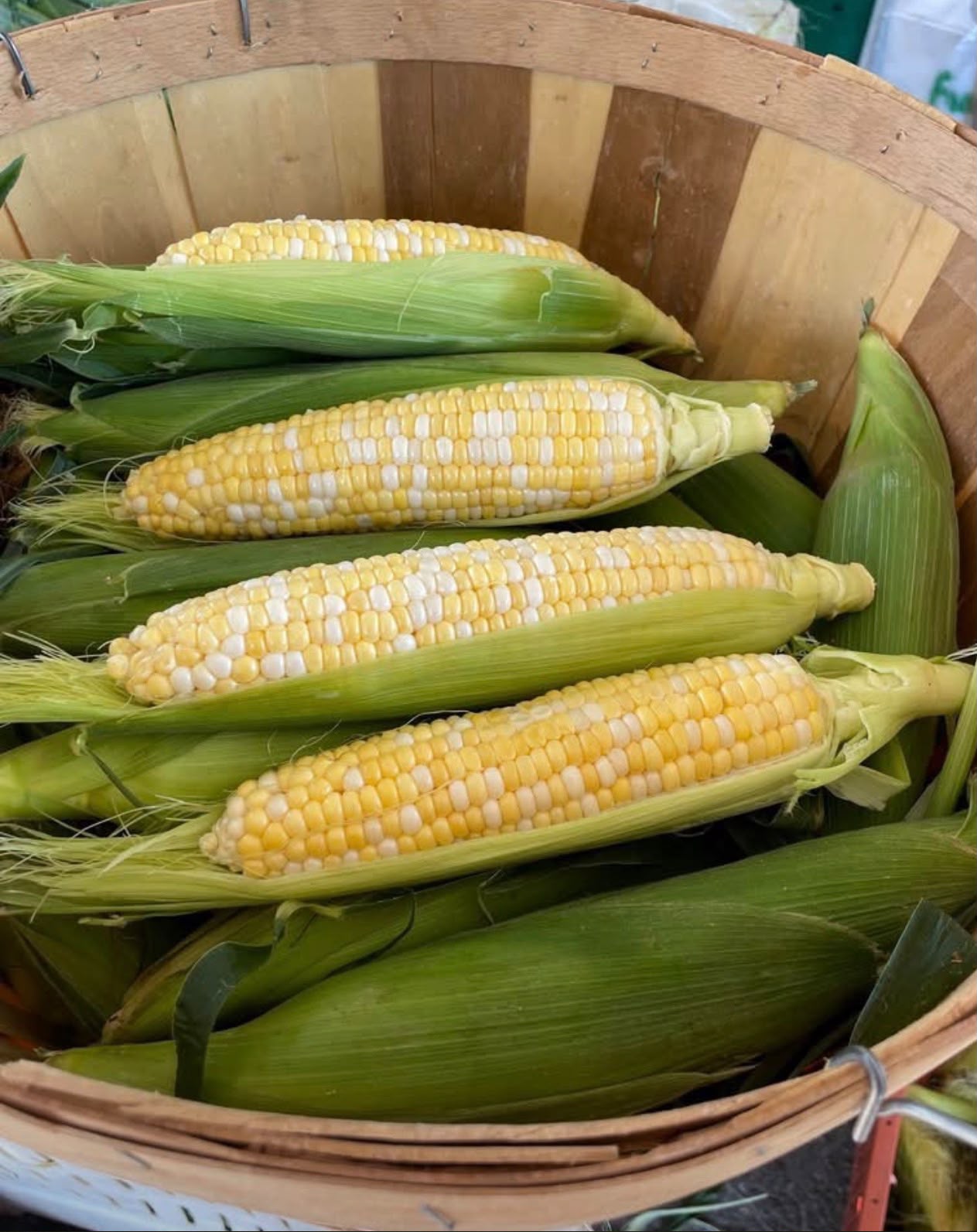 Bi-color Gold Sweet Corn