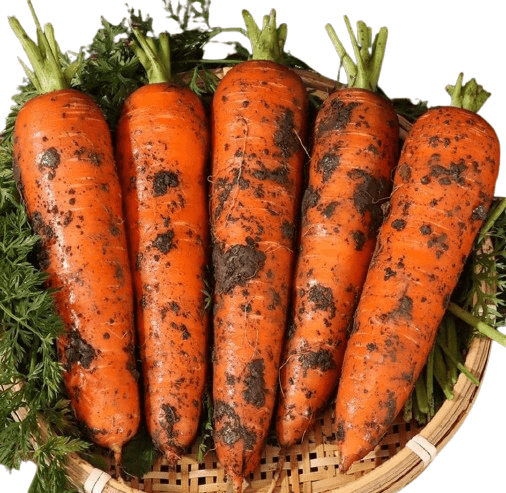 carrots2