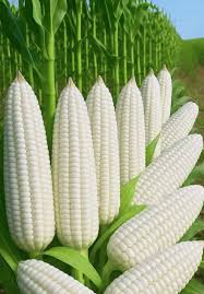 White Glutinous Sweet Corn