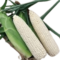 White Glutinous Sweet Corn