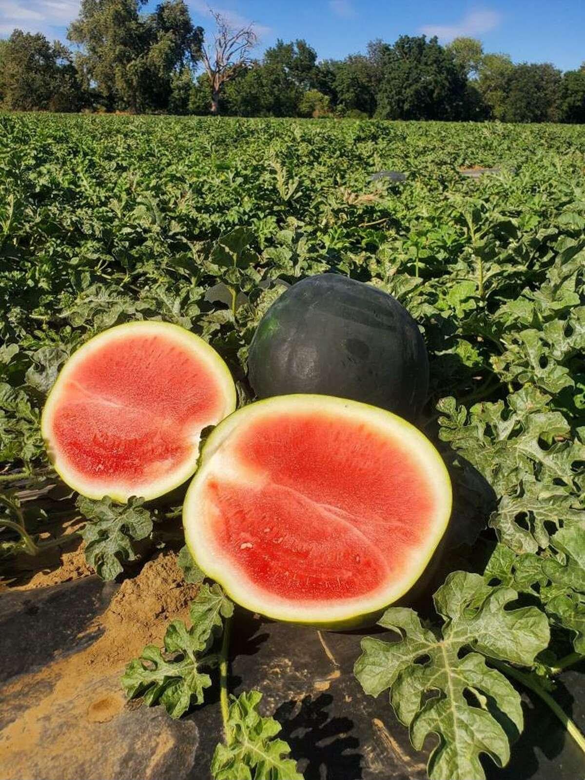 Lazy Farmer Large Seedless Watermelon