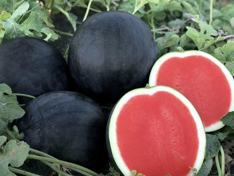 Lazy Farmer Large Seedless Watermelon