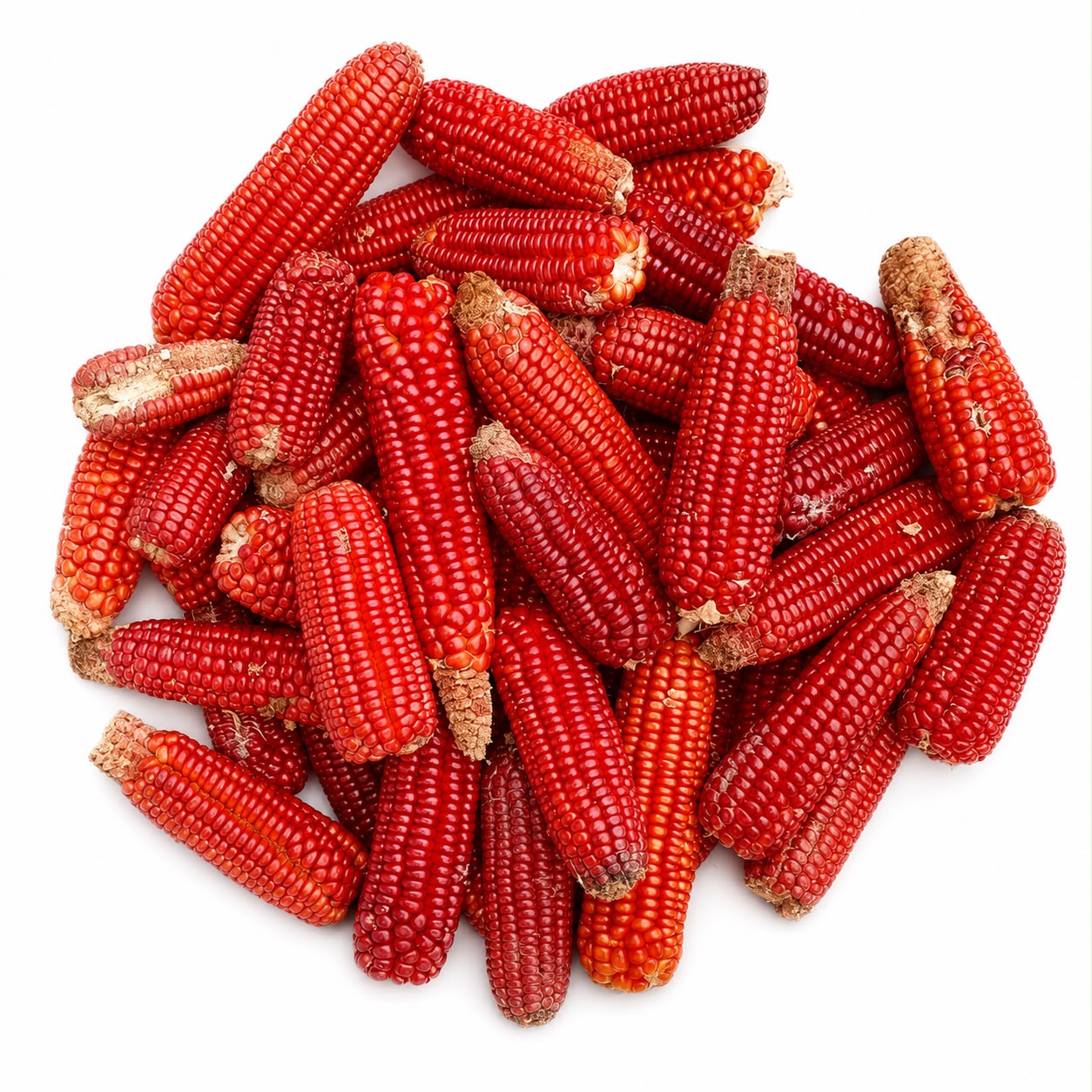 Sweet Ruby Red Corn