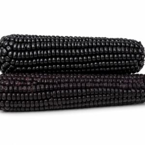Sweet black Waxy Corn