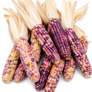 Rainbow Glass Gem Corn