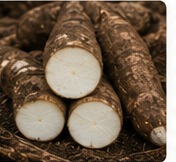 Cassava