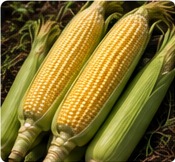 Sweet Corn
