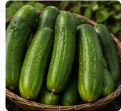 Cucumbers