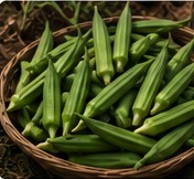Okra