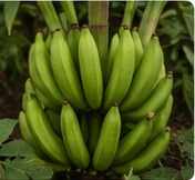 Plantains