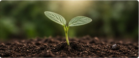 Healthy seedling