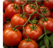Tomatoes